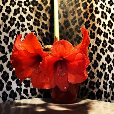 Was aus dem verkrumpelten ding doch noch geworden ist.