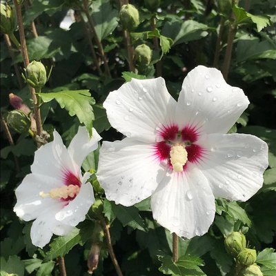 Heute hats 10 grad und am berg hats geschneit und unten im Tal blüht der Hibiskus,verrückt 🌸🌸🌸euch noch n schönen Sonntag 💕💕💕