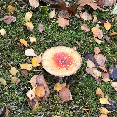 Ach war das ein schönes Wochenende 🍄🍄🍄🍄🍄