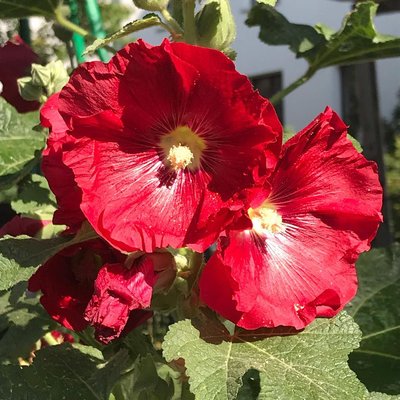 # Moin ihr süßen,ich wünsch euch einen wunderschönen Donnerstag 🌺🌺🌺