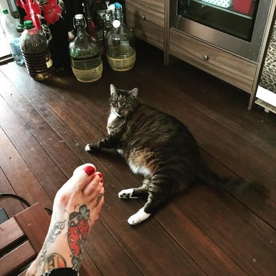 Ich wollte NIE ne katze,bin voll der hundemensch,tja aber man kann sich das ja nicht aussuchen,sondern wird ausgesucht.